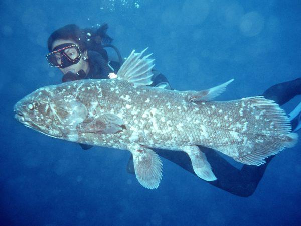 ปลาซีลาแคนท์-ปลาในตำนานที่ยังมีชีวิตอยู่ 