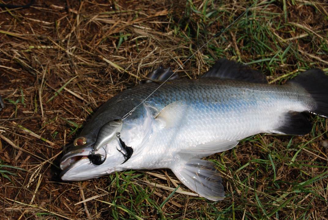 Test action......jcs lure