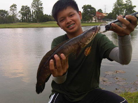 ปลาสนามกอฟ กัดกระจาย8
