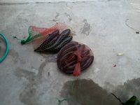ช่อนน้อย อยุธยาสีขวา (ภาค2)