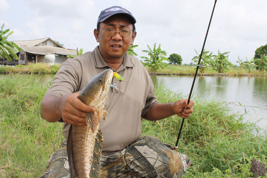 ปลาช่อนพานทอง 4 วันที่ 17   updat ปิดรับจอง