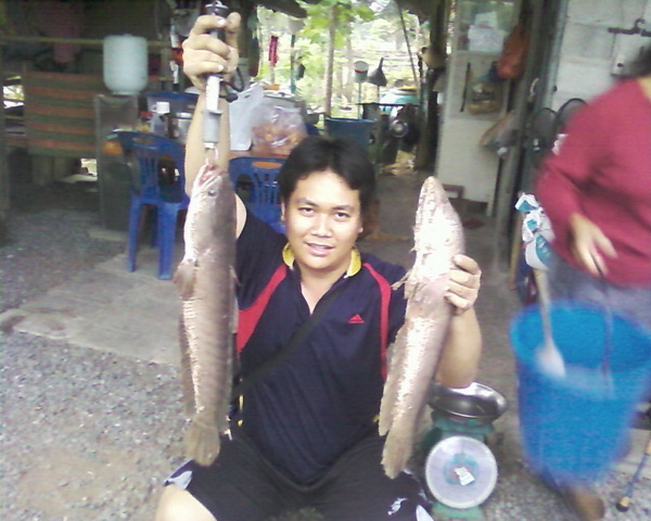ผลงานกบภูเขียว ฝากให้น้าภานุวัฒน์กับช่อนโคราชครับ