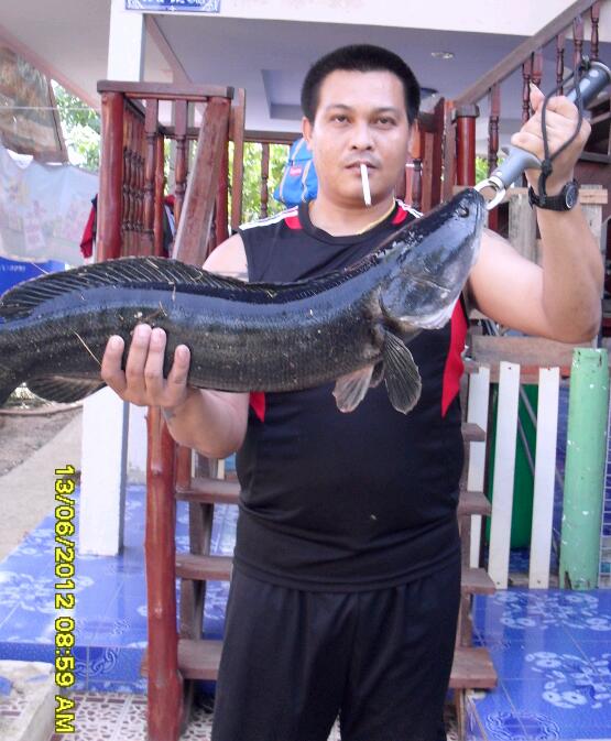 ชะโดยามเช้า