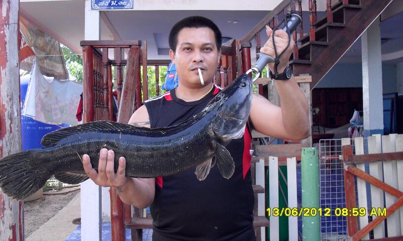 ชะโดยามเช้า