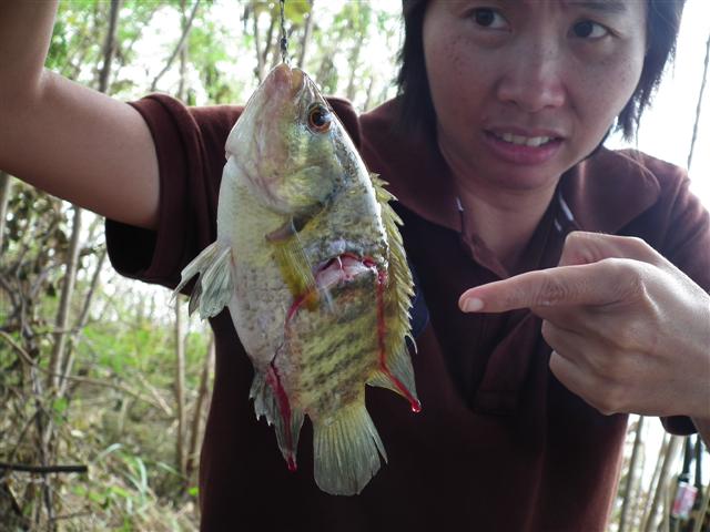 ตกปลาเขื่อนศรีฯ