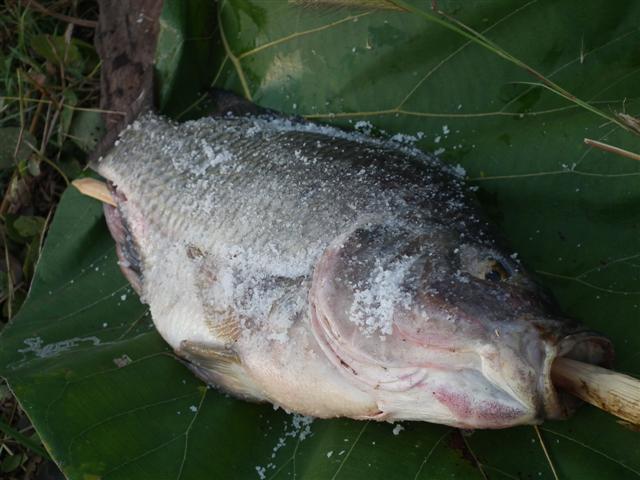 ตกปลาเขื่อนศรีฯ