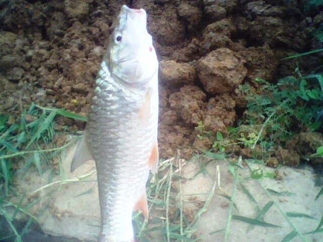 ชอบกระสูบแท้เหลา...5