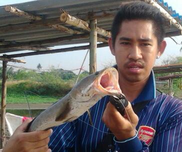 ช่อนไซ้โล 