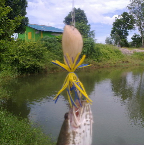ทำกบ (ต่อจากเมื่อว่านครับ)