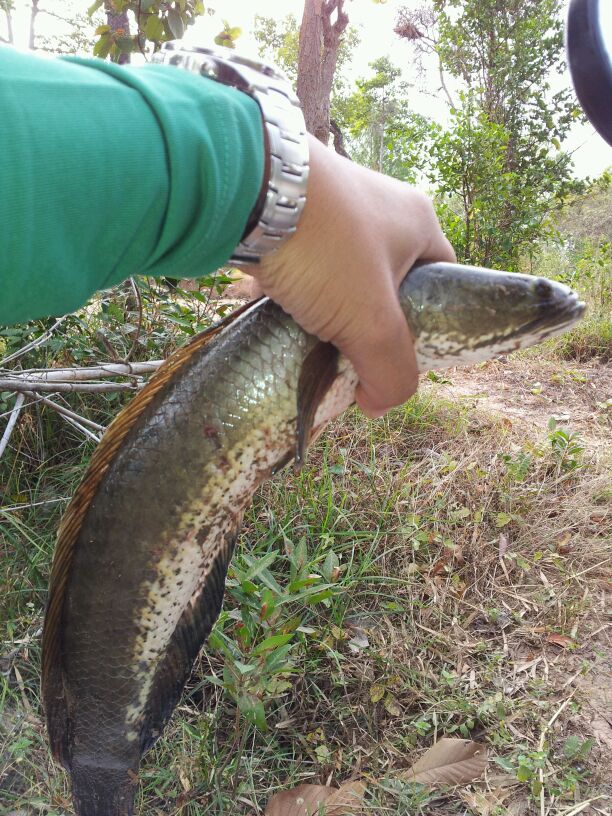 ทดลองส่งคัฟ