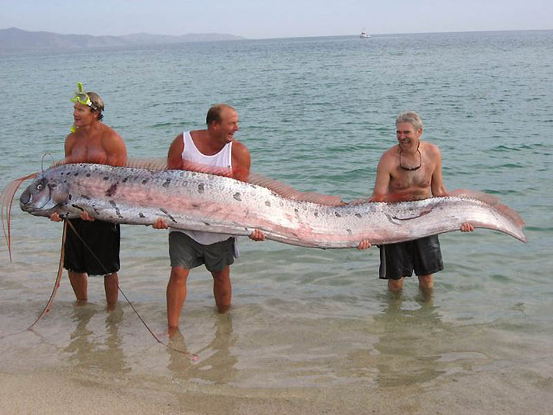 ปลาแผ่นดินไหว King of herrings ปลาคล้าย พญานาค