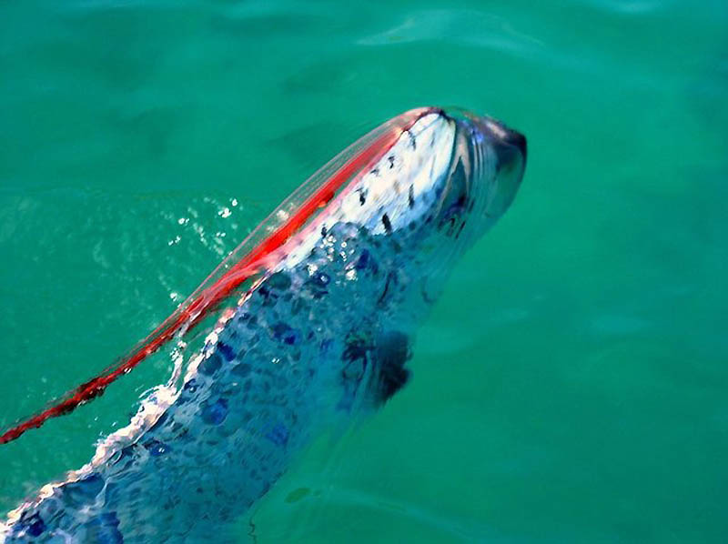ปลาแผ่นดินไหว King of herrings ปลาคล้าย พญานาค