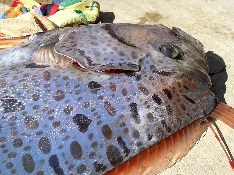 ปลาแผ่นดินไหว King of herrings ปลาคล้าย พญานาค