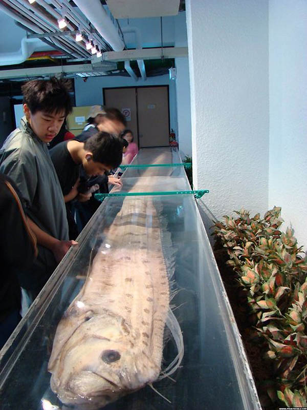 ปลาแผ่นดินไหว King of herrings ปลาคล้าย พญานาค