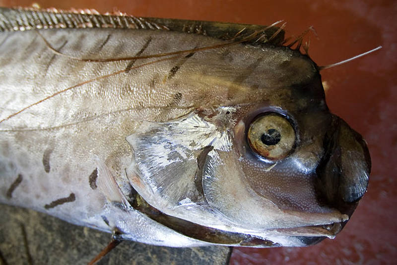 ปลาแผ่นดินไหว King of herrings ปลาคล้าย พญานาค