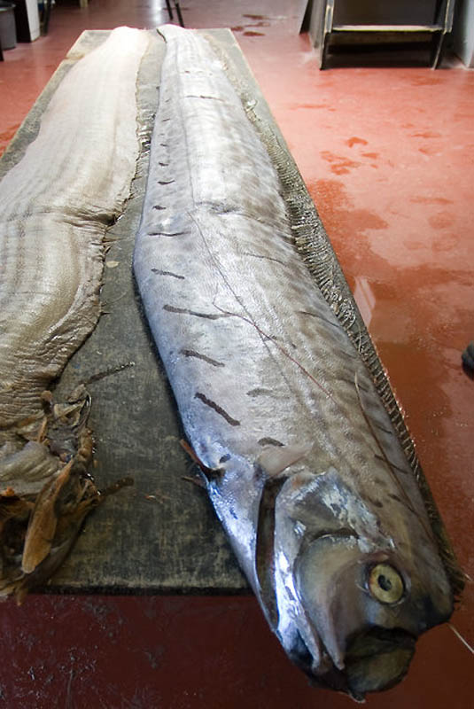ปลาแผ่นดินไหว King of herrings ปลาคล้าย พญานาค