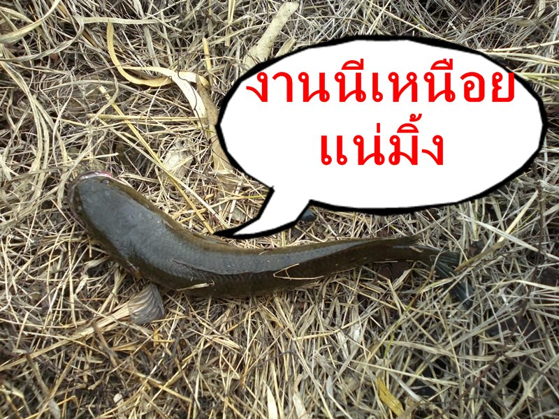 เทส "กบกระโดดน้าตูนท่าชนะ"(เทสแบบไม่ต้องทำสี)