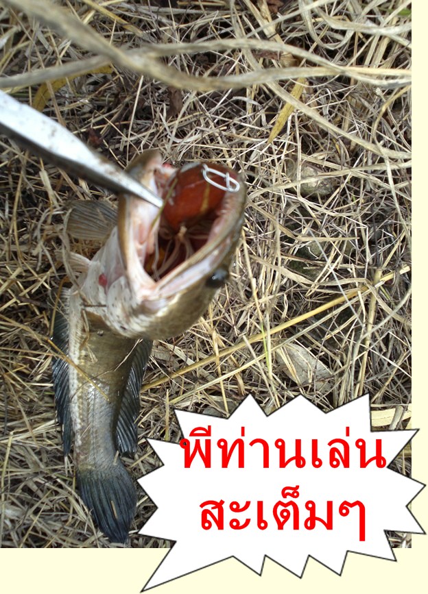 เทส "กบกระโดดน้าตูนท่าชนะ"(เทสแบบไม่ต้องทำสี)