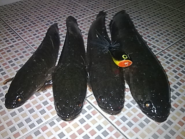 1 ชม. กับกบ ทำเอง dk1 เทส