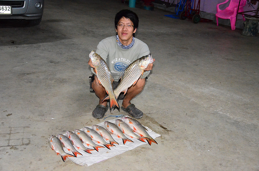 ## กระสูบ  อ่างทอง  ##
