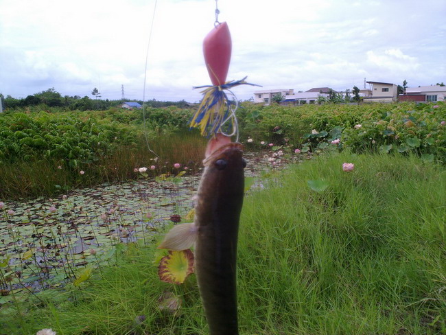 ไปเทสกบมา