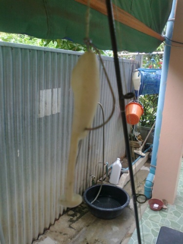 เทสเหยื่อใหม่สดๆร้อนๆ