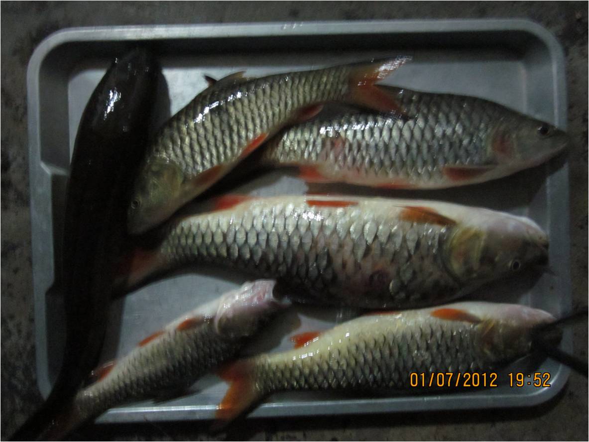 ลองส่งครับ 