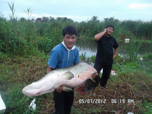 ผมตกปลาแรดแต่ดันได้เจ้านี่อ่ะครับ