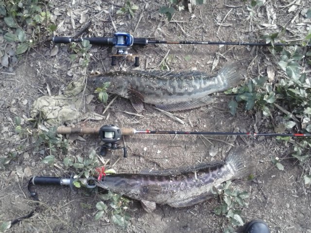 ส่งครั้งแรก กับชื่อทีมใหม่  INDY ANGLER 