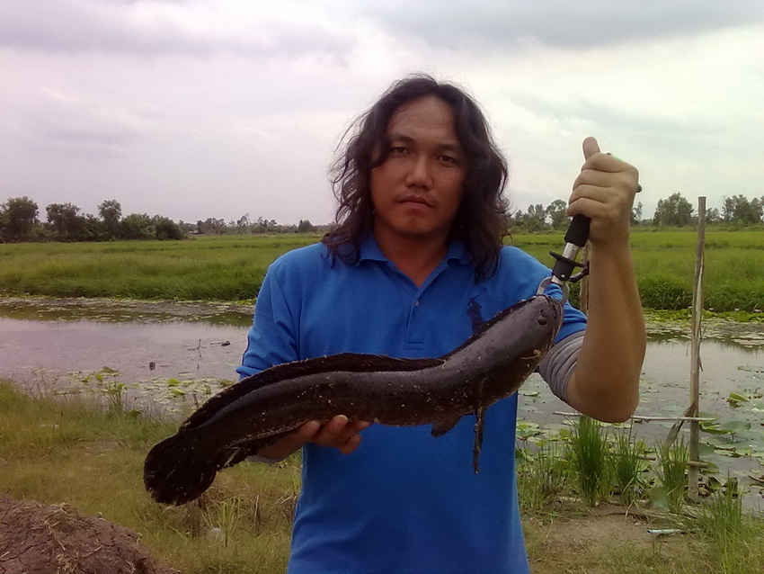 ปลาช่อนไม่ค่อยใหญ่เท่าไร