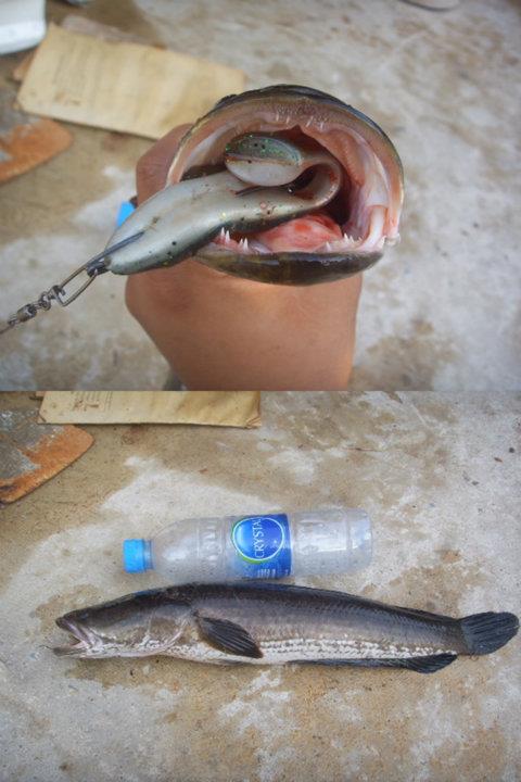 ขอถามเรื่องบ่อหน่อยครับน้า