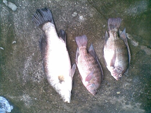 กระพง....ธรรมชาติ