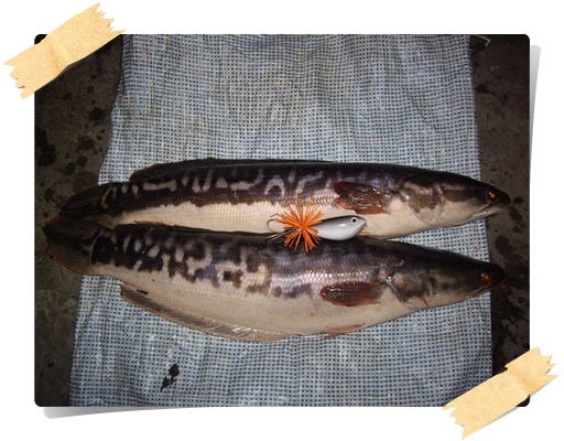 ชะโดครับ