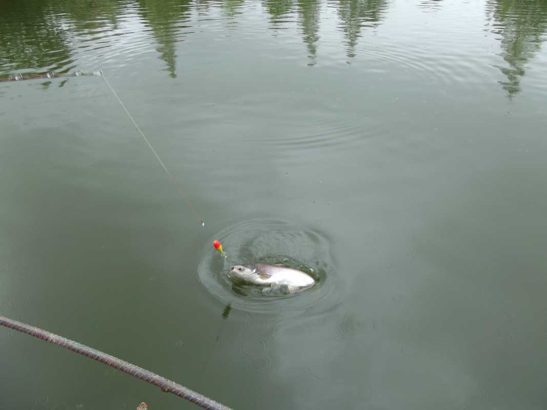  Fishing in the rain @ Cha-am Fishing Park