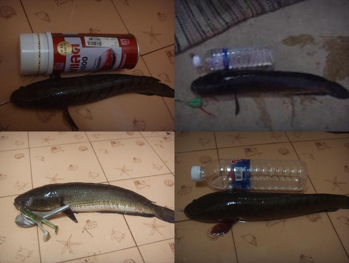 ปลารวมตั้งแต่ต้นปี