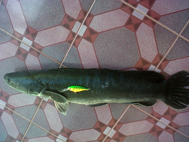 ฉลองชุดใหม่ครับโดนปลาครั้งแรก(ผักไห่ยังมีดีครับ)