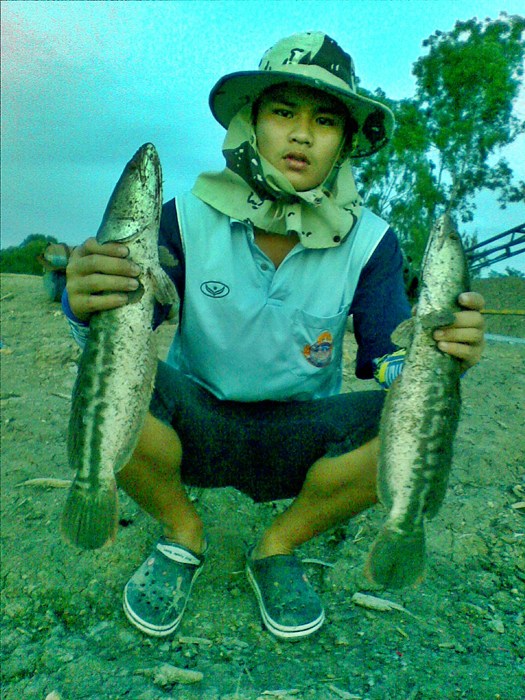 ป.ปลาชะโด สุขโข ณ บางซ้าย