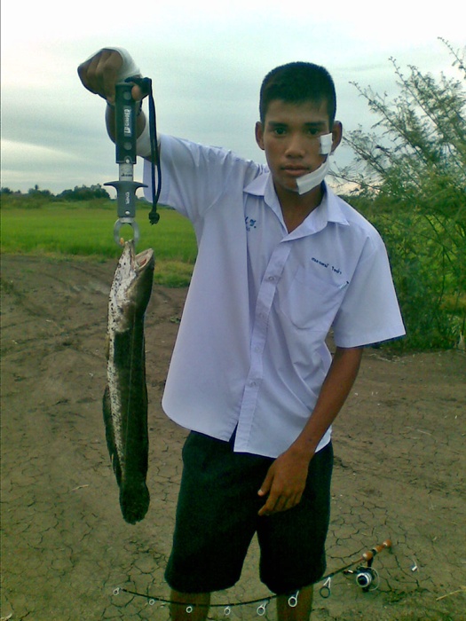 ป.ปลาชะโด สุขโข ณ บางซ้าย
