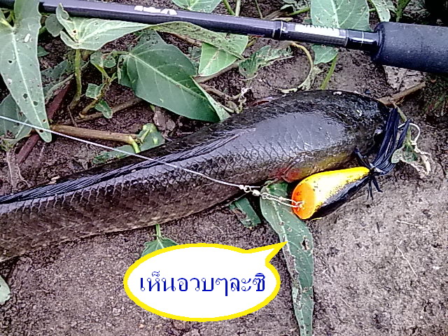 ว่างๆ ซ้อมมือเล่น by ดองเค็ม