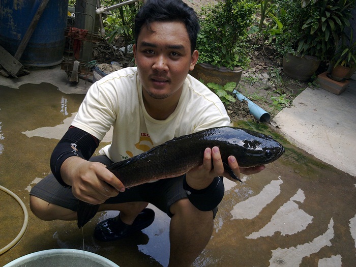 ชะโดสียัด