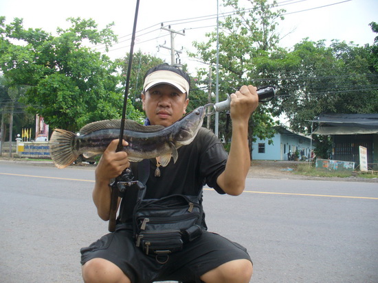 %......5ไม้.....%