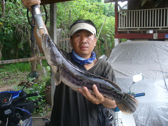 %......5ไม้.....%