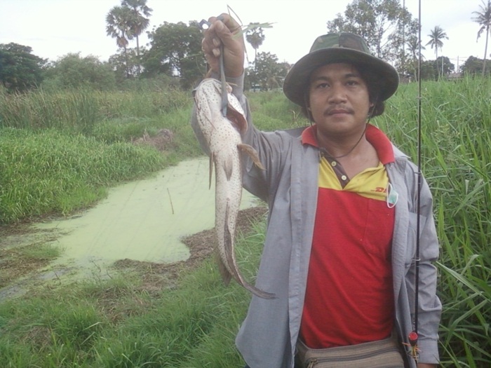 หมายหลงคอหมูย่าง