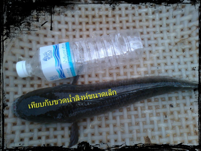 น้องช่อบ้านด่วนและจำเป็น