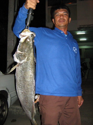 ปลาโชว์