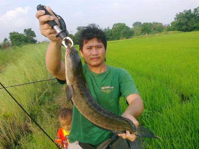 ชะโดดุบางบาล By...โทนยุดยา