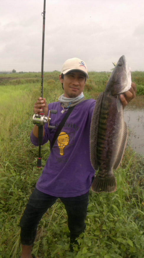 เทสกบ rut sena