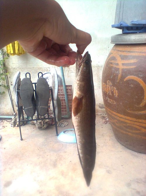 ปลาช่อนข้างทาง