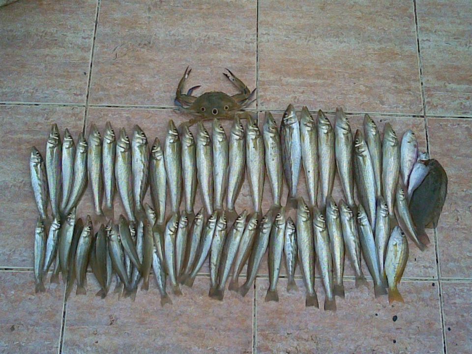 หาดทรายรี ชุมพรครับ....ปลาทรายกำลังกินดีครับ ปลาใหญ่เริ่มกินแล้วจ้า