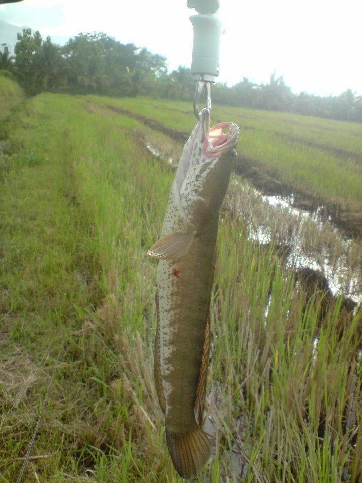 ช่อน ชะโด กระสุบ ครับ